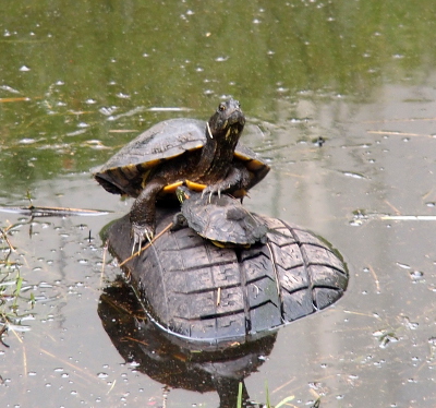 [This view of the pair is now giving more of the other side of the turtles from the first image. The head of the smaller turtle is now visible. The larger turtle is looking at the camera.]